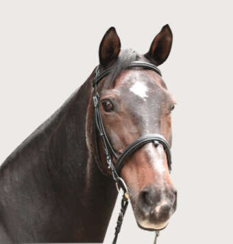 hoeveler kachel senior pferdefutter